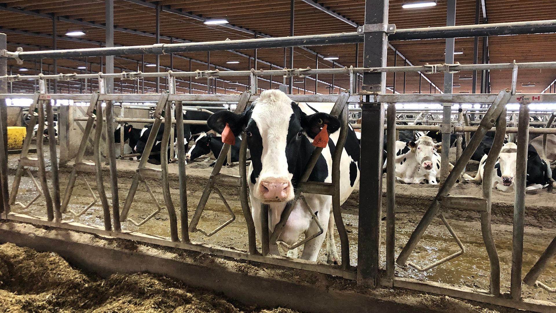 kieler-farms-cow-in-barn